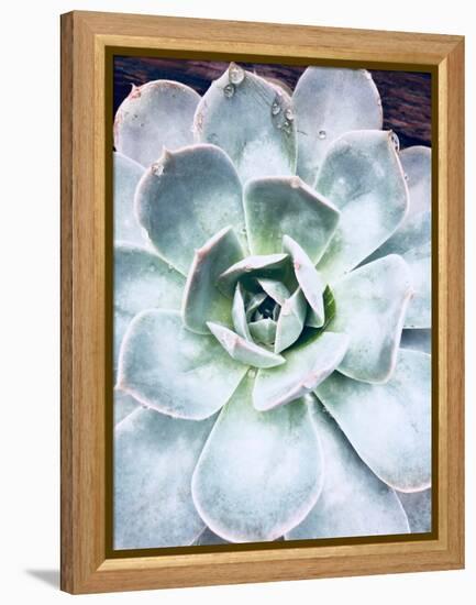 Pastel Succulent Beauty IV-Irena Orlov-Framed Premier Image Canvas