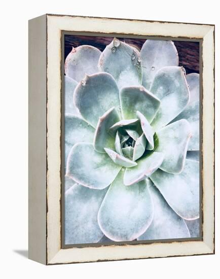 Pastel Succulent Beauty IV-Irena Orlov-Framed Premier Image Canvas