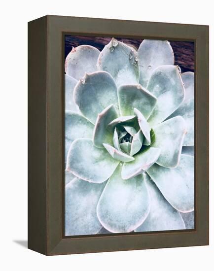 Pastel Succulent Beauty IV-Irena Orlov-Framed Premier Image Canvas