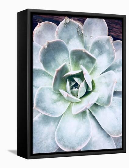 Pastel Succulent Beauty IV-Irena Orlov-Framed Premier Image Canvas