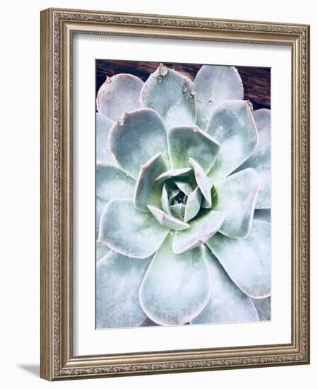 Pastel Succulent Beauty IV-Irena Orlov-Framed Photographic Print