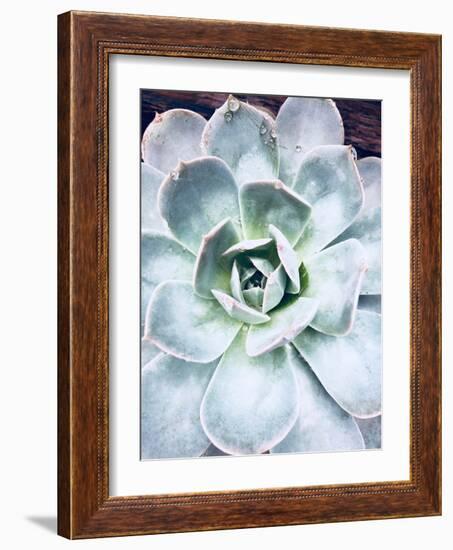 Pastel Succulent Beauty IV-Irena Orlov-Framed Photographic Print