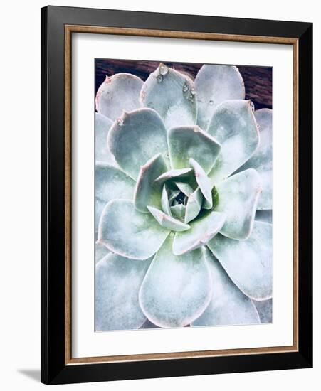 Pastel Succulent Beauty IV-Irena Orlov-Framed Photographic Print