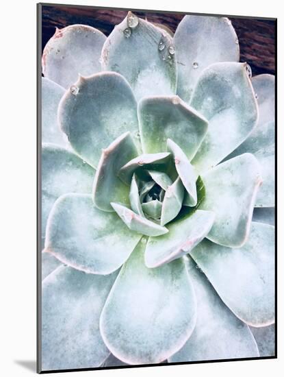 Pastel Succulent Beauty IV-Irena Orlov-Mounted Photographic Print