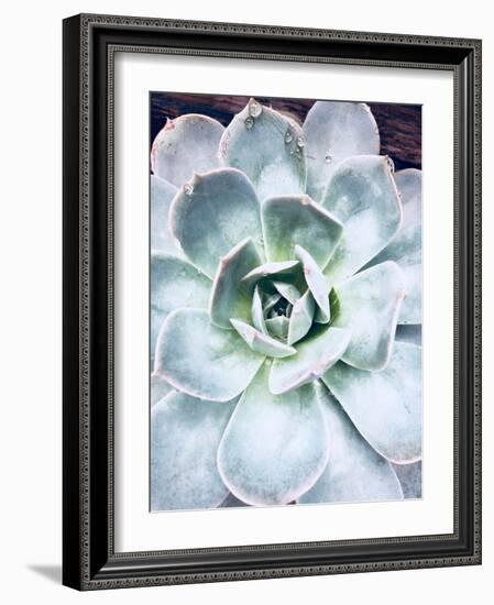 Pastel Succulent Beauty IV-Irena Orlov-Framed Photographic Print