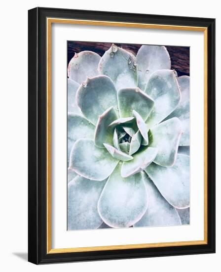 Pastel Succulent Beauty IV-Irena Orlov-Framed Photographic Print