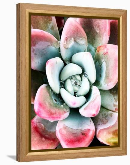 Pastel Succulent Beauty V-Irena Orlov-Framed Premier Image Canvas