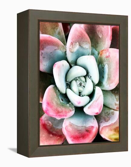Pastel Succulent Beauty V-Irena Orlov-Framed Premier Image Canvas