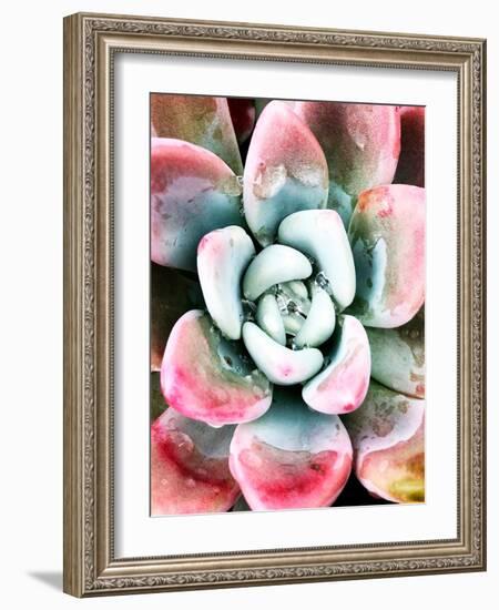 Pastel Succulent Beauty V-Irena Orlov-Framed Photographic Print