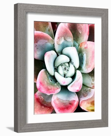 Pastel Succulent Beauty V-Irena Orlov-Framed Photographic Print