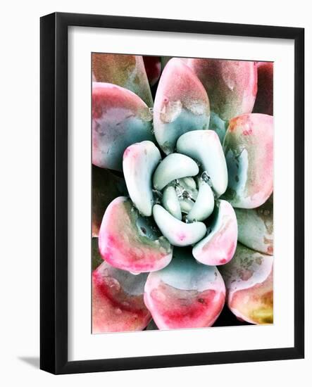 Pastel Succulent Beauty V-Irena Orlov-Framed Photographic Print