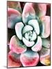 Pastel Succulent Beauty V-Irena Orlov-Mounted Photographic Print