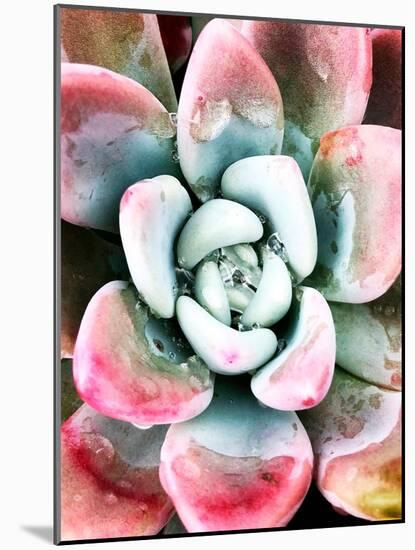 Pastel Succulent Beauty V-Irena Orlov-Mounted Photographic Print