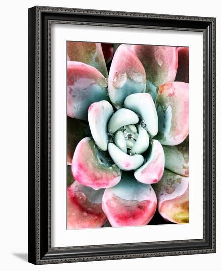 Pastel Succulent Beauty V-Irena Orlov-Framed Photographic Print