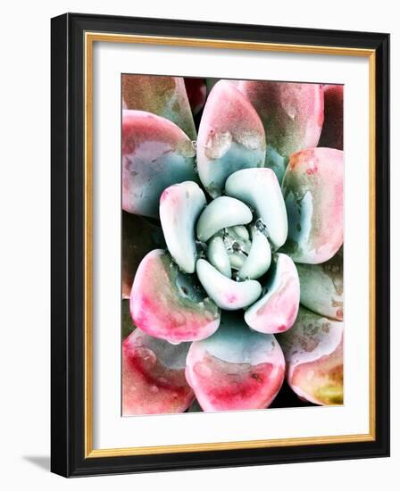 Pastel Succulent Beauty V-Irena Orlov-Framed Photographic Print