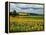 Pastoral Countryside IV-Colby Chester-Framed Premier Image Canvas