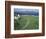 Pastoral Scene, Isle of Iona, Scotland-William Sutton-Framed Photographic Print