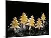 Pastry Christmas Trees with Pearl Sugar-null-Mounted Photographic Print