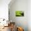 Pasturage-Marcin Sobas-Photographic Print displayed on a wall