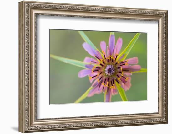 Pasture goatsbeard flower, Cyprus-Edwin Giesbers-Framed Photographic Print