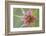 Pasture goatsbeard flower, Cyprus-Edwin Giesbers-Framed Photographic Print