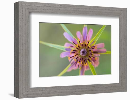 Pasture goatsbeard flower, Cyprus-Edwin Giesbers-Framed Photographic Print