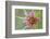 Pasture goatsbeard flower, Cyprus-Edwin Giesbers-Framed Photographic Print