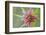 Pasture goatsbeard flower, Cyprus-Edwin Giesbers-Framed Photographic Print