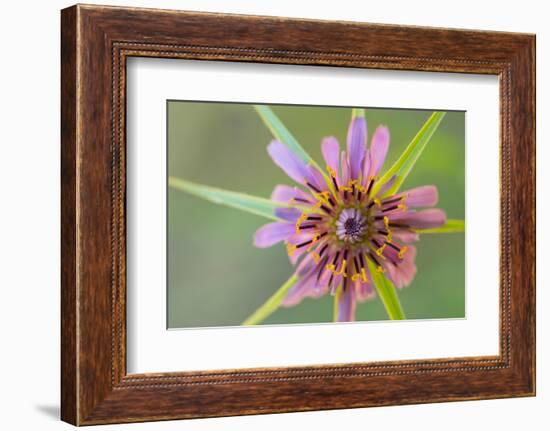 Pasture goatsbeard flower, Cyprus-Edwin Giesbers-Framed Photographic Print