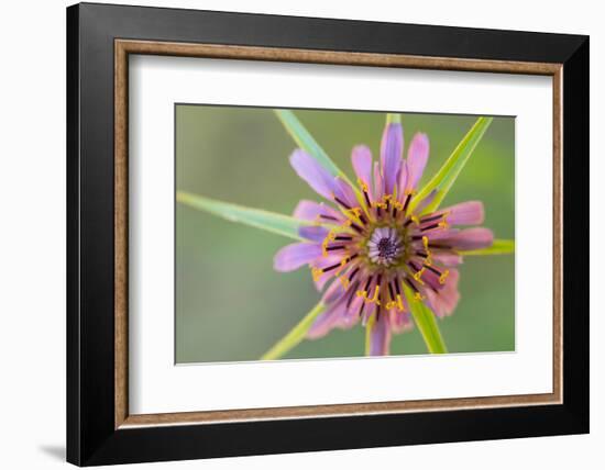 Pasture goatsbeard flower, Cyprus-Edwin Giesbers-Framed Photographic Print