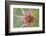 Pasture goatsbeard flower, Cyprus-Edwin Giesbers-Framed Photographic Print