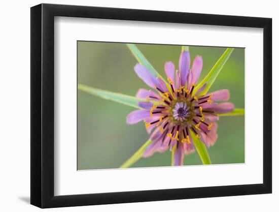 Pasture goatsbeard flower, Cyprus-Edwin Giesbers-Framed Photographic Print