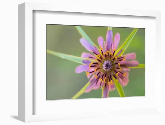 Pasture goatsbeard flower, Cyprus-Edwin Giesbers-Framed Photographic Print