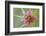 Pasture goatsbeard flower, Cyprus-Edwin Giesbers-Framed Photographic Print