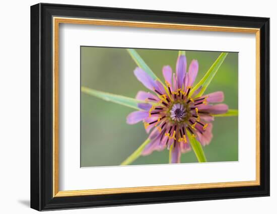 Pasture goatsbeard flower, Cyprus-Edwin Giesbers-Framed Photographic Print