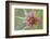 Pasture goatsbeard flower, Cyprus-Edwin Giesbers-Framed Photographic Print