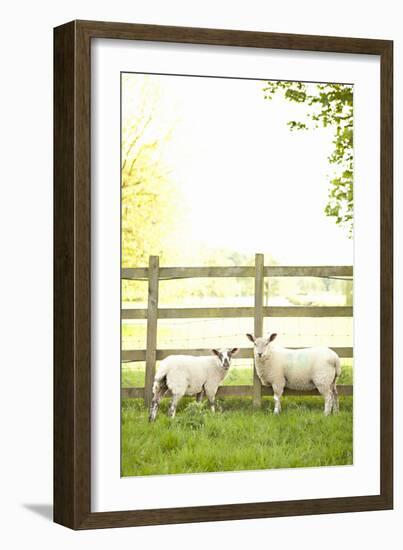 Pasture Sheep I-Karyn Millet-Framed Photographic Print