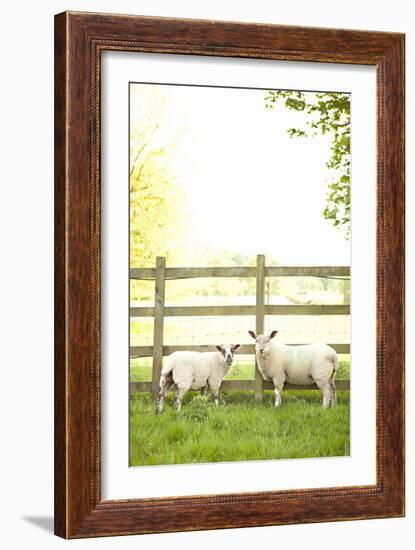 Pasture Sheep I-Karyn Millet-Framed Photographic Print