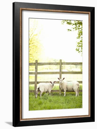 Pasture Sheep I-Karyn Millet-Framed Photographic Print