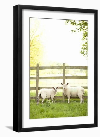 Pasture Sheep I-Karyn Millet-Framed Photographic Print