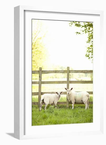 Pasture Sheep I-Karyn Millet-Framed Photographic Print