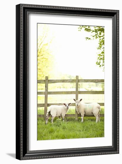Pasture Sheep I-Karyn Millet-Framed Photographic Print