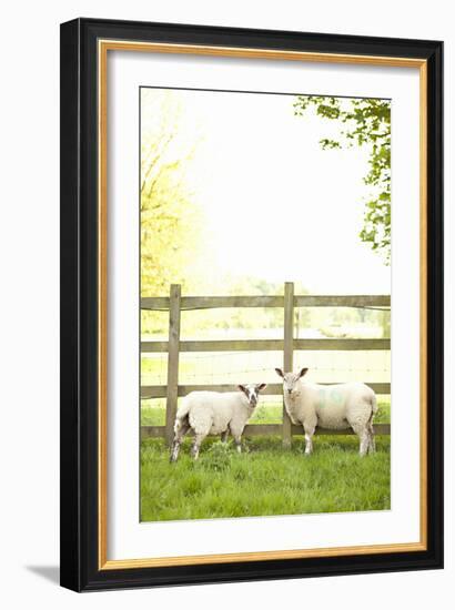 Pasture Sheep I-Karyn Millet-Framed Photographic Print