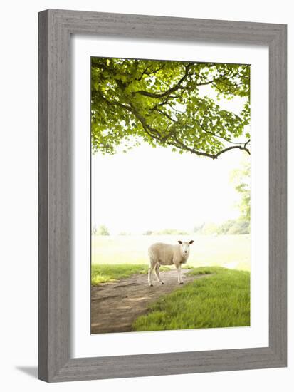 Pasture Sheep III-Karyn Millet-Framed Photographic Print