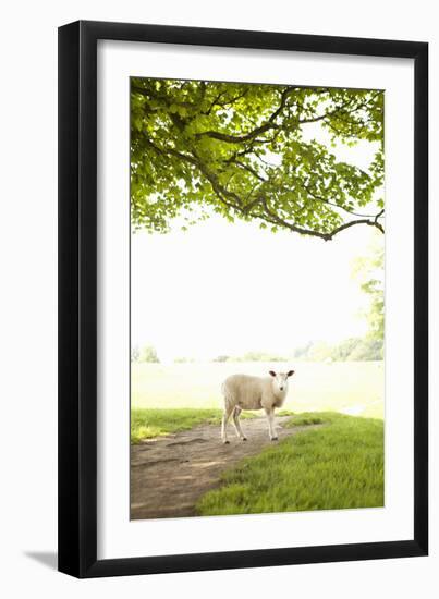 Pasture Sheep III-Karyn Millet-Framed Photographic Print