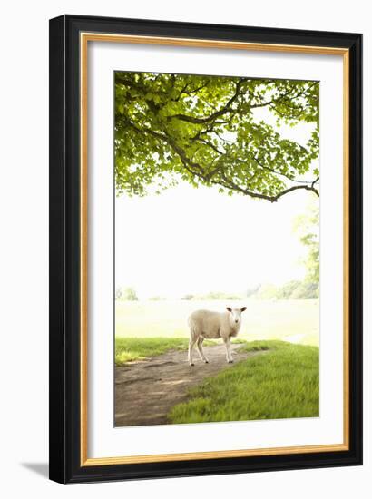 Pasture Sheep III-Karyn Millet-Framed Photographic Print