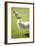 Pasture Sheep IV-Karyn Millet-Framed Photographic Print