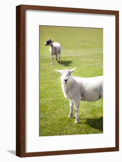 Pasture Sheep IV-Karyn Millet-Framed Photographic Print