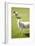 Pasture Sheep IV-Karyn Millet-Framed Photographic Print