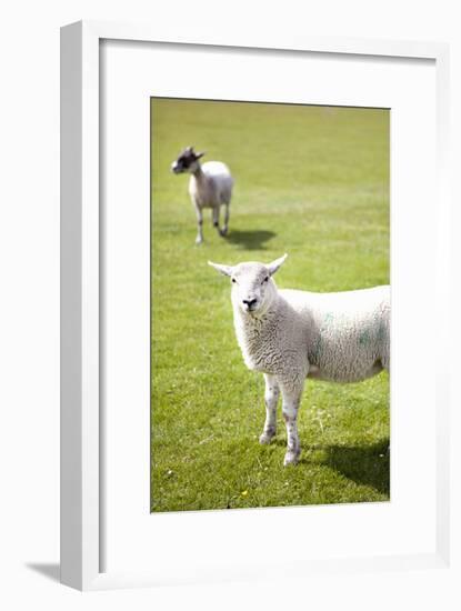 Pasture Sheep IV-Karyn Millet-Framed Photographic Print